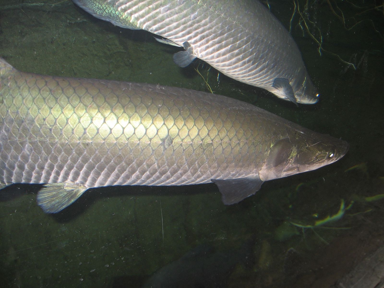 arapaima049