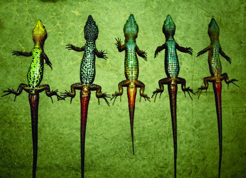 Lagartijas coloridas y de montaña, una nueva especie descubierta en los Andes peruanos