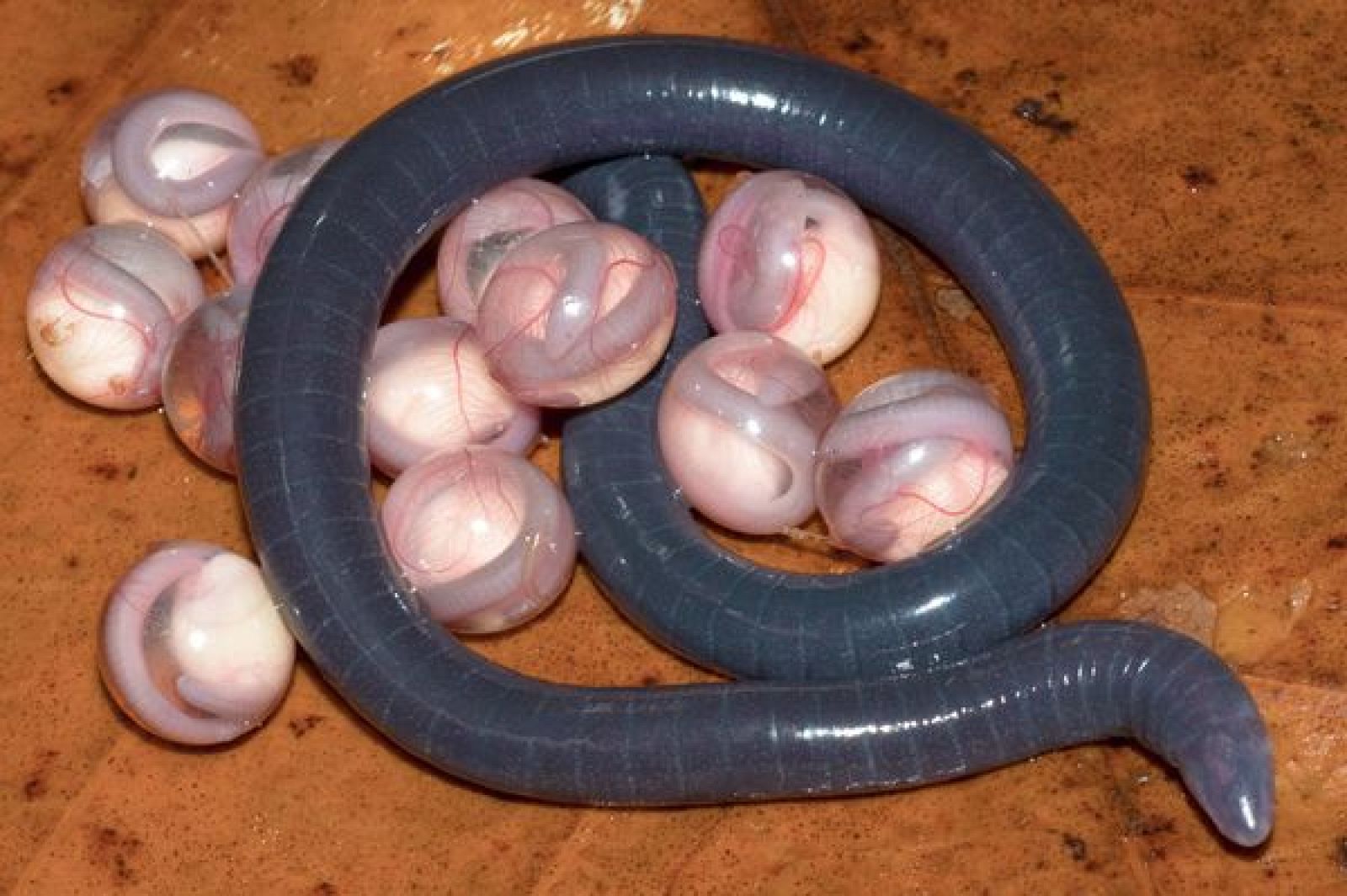 new-species-burrowing-caecilian-blue 48945 600x450