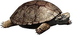 La tortuga leridana que vivió con los dinosaurios