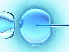 Descubren que las mujeres tienen células madre que podrían generar nuevos óvulos