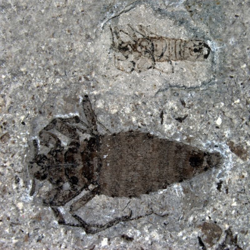 Encuentran fósiles de pulgas prehistóricas "gigantes" que vivieron en China