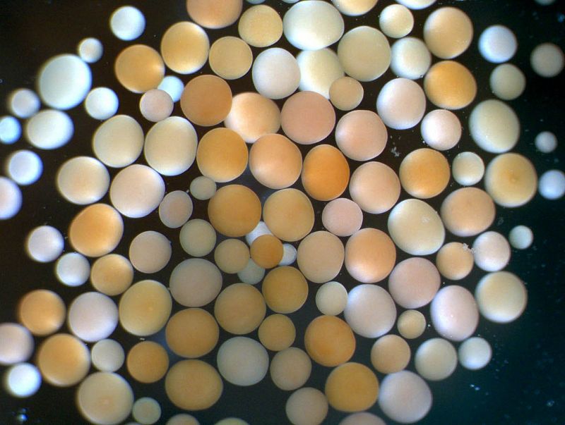Las crías de coral crean sus propios 'clones genéticos' para asegurar su supervivencia