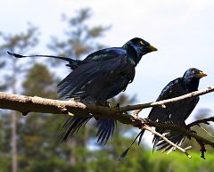 Un dinosaurio con cuatro alas y plumas llamativas para seducir a las hembras