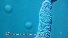 La vacuna supondrá el avance más significativo en la lucha contra la malaria