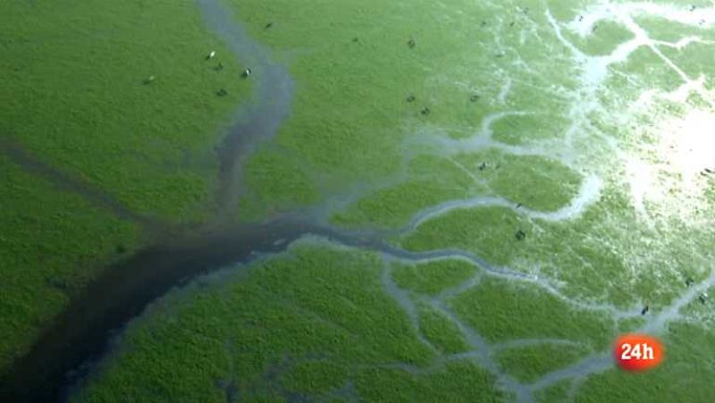 Crónicas. "Doñana, un equilibrio imperfecto"