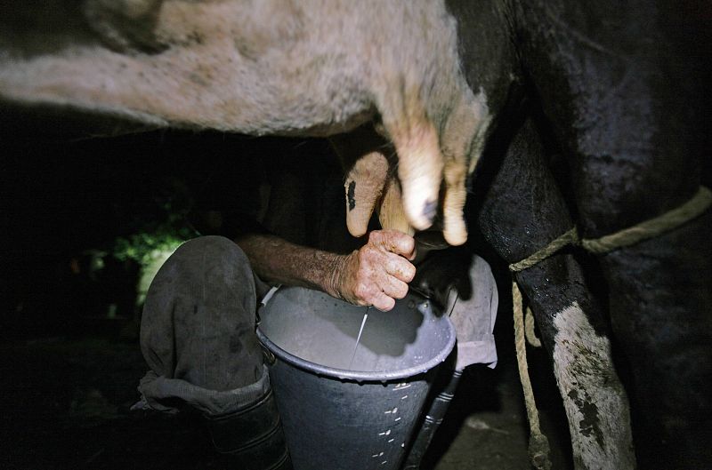 Científicos suizos identifican una molécula de la leche que actúa como vitamina beneficiosa