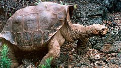Muere sin descendencia el "solitario George", la última tortuga gigante de su especie