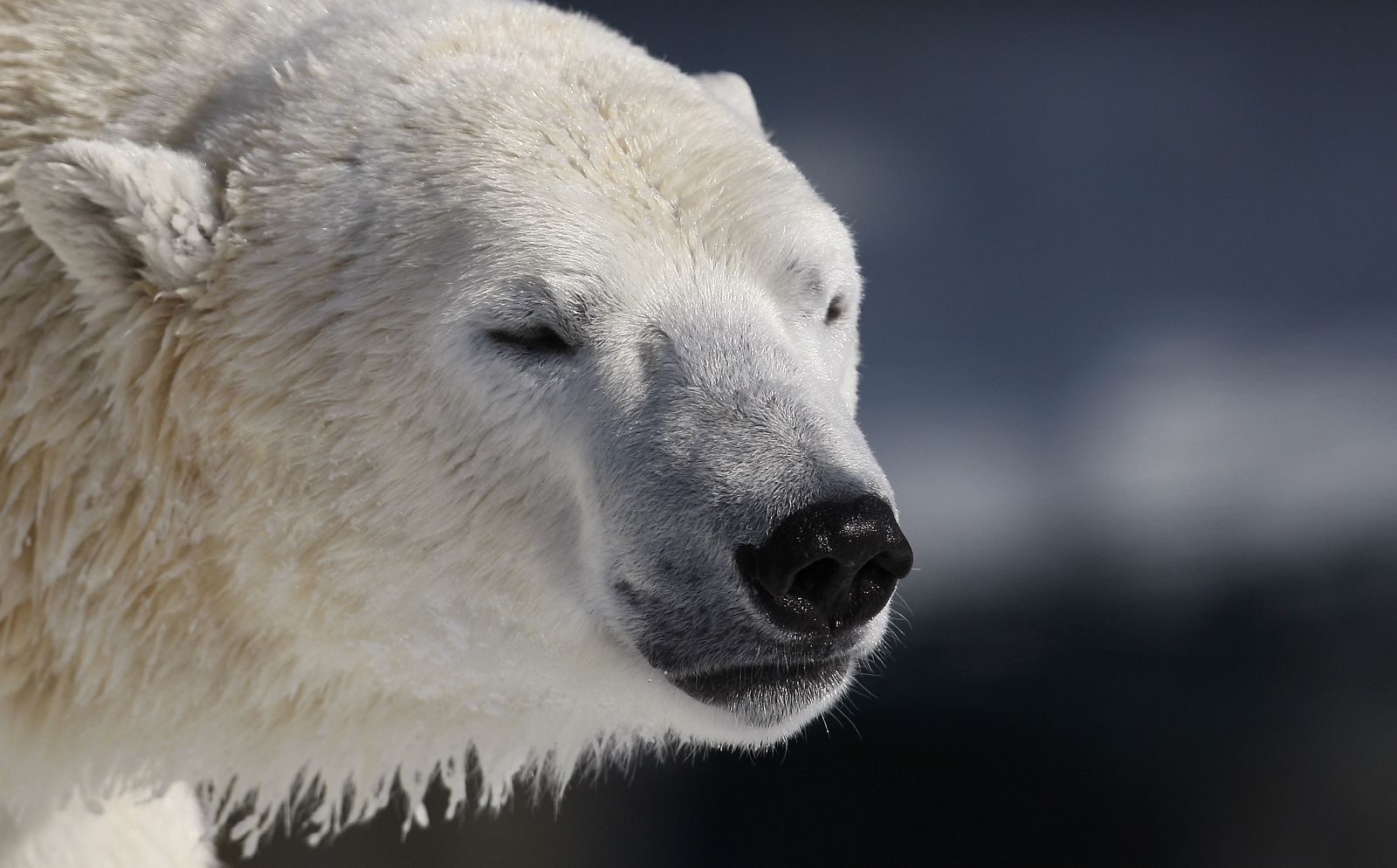 Un oso polar, en el zoo de Sant Felicien, en Quebec (Canadá).