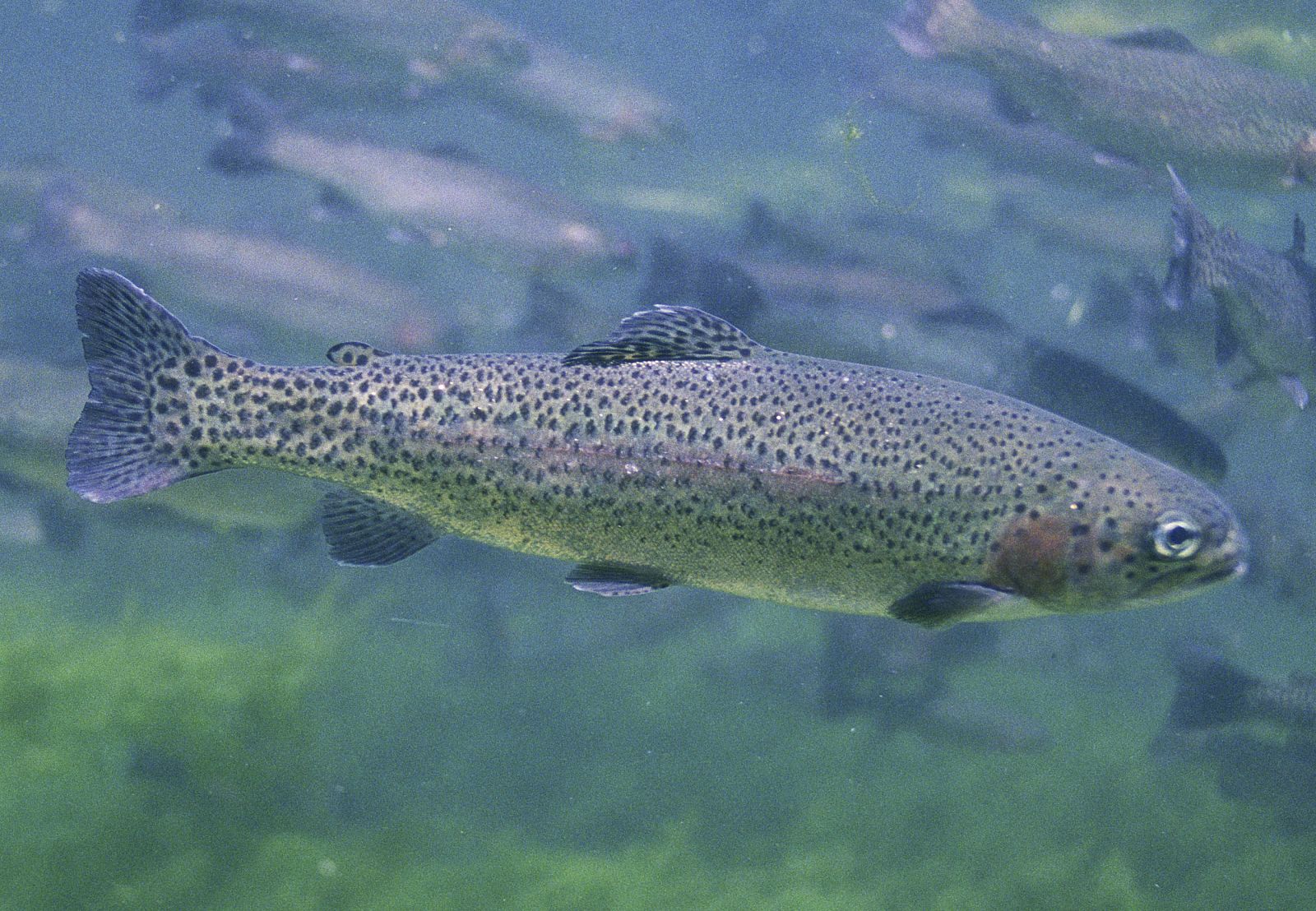 oncorhynchus mykiss