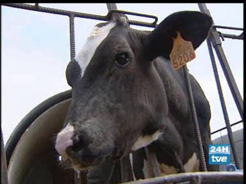 Científicos de la Universidad Autónoma de Barcelona consiguen el primer ternero 'in vitro'