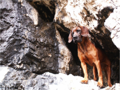 Perros adiestrados para detectar animales enfermos a distancia