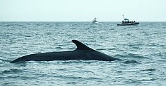 El rorcual común, más cerca de la extinción en el Mediterráneo de lo que se pensaba