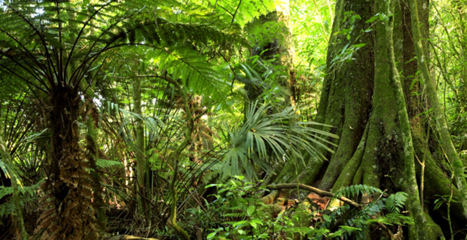 selva