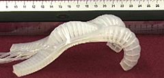Investigadores de Harvard crean un robot flexible que se puede camuflar