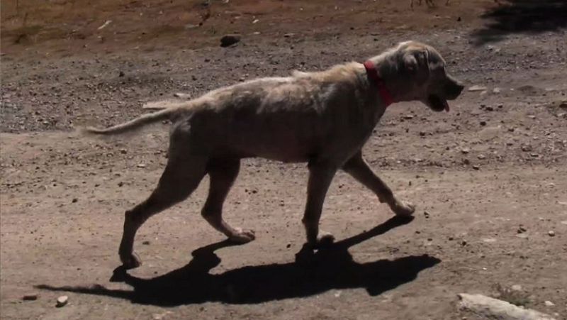La crisis económica agudiza el abandono de mascotas en España