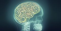 El CSIC desarrolla una nueva técnica que identifica qué neuronas procesan cada información