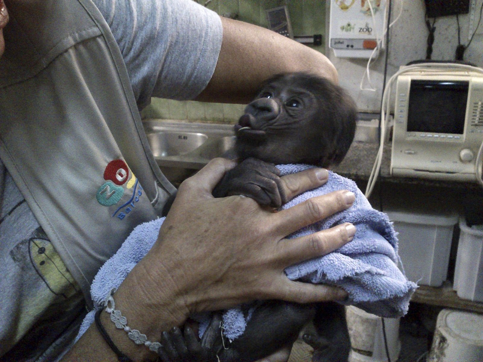 Nace en Barcelona una bisnieta de Copito de Nieve