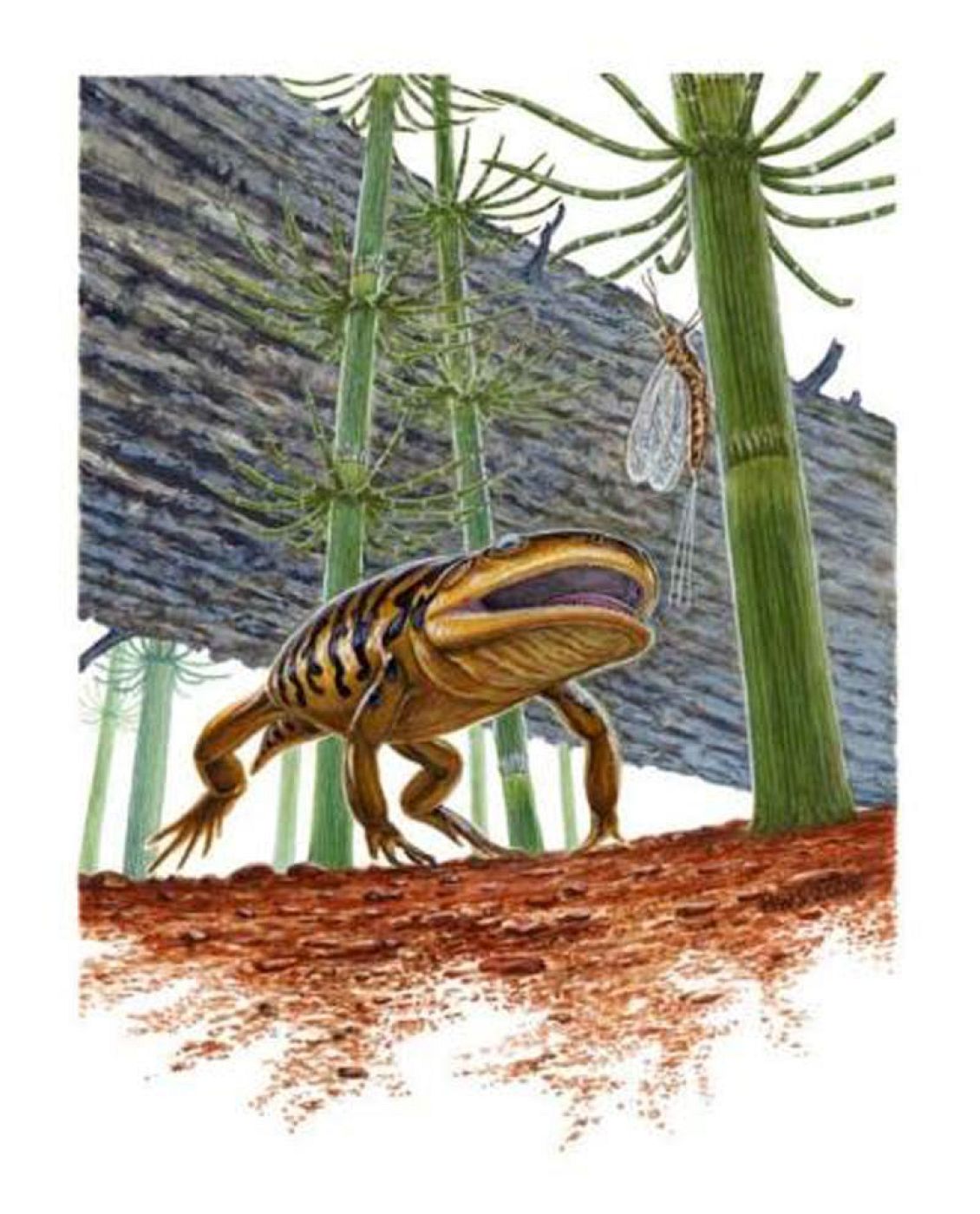 Encuentran el eslabón perdido de las ranas