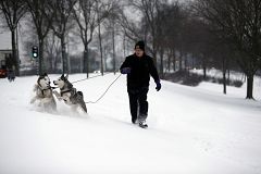 La adaptación de los perros a la dieta con almidón condujo a su domesticación hace 10.000 años