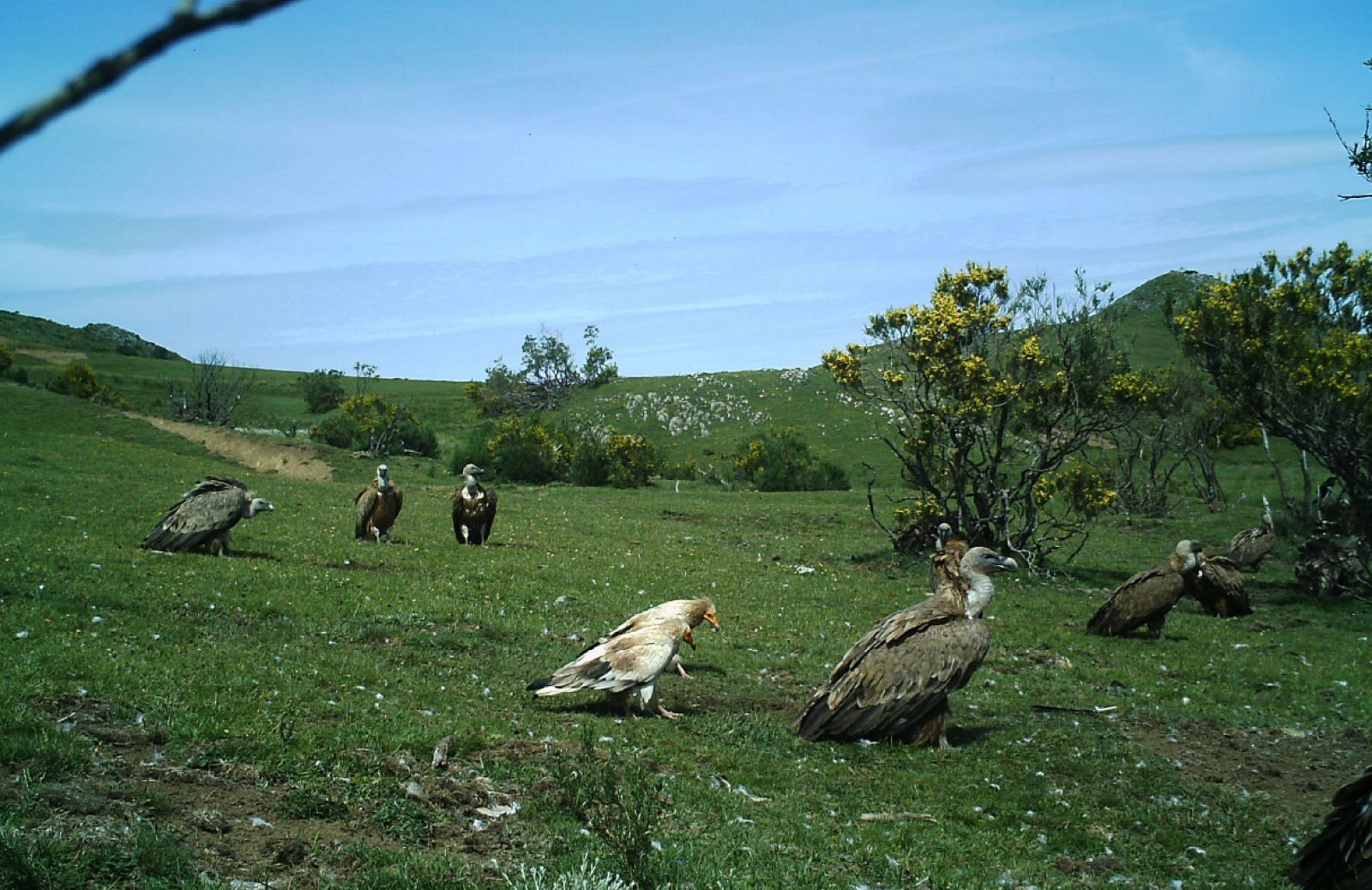 Alimoche común (izquierda) y buitre leonado (derecha).