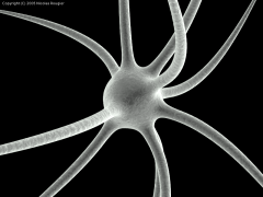 La actividad eléctrica de las neuronas, reunida en un catálogo