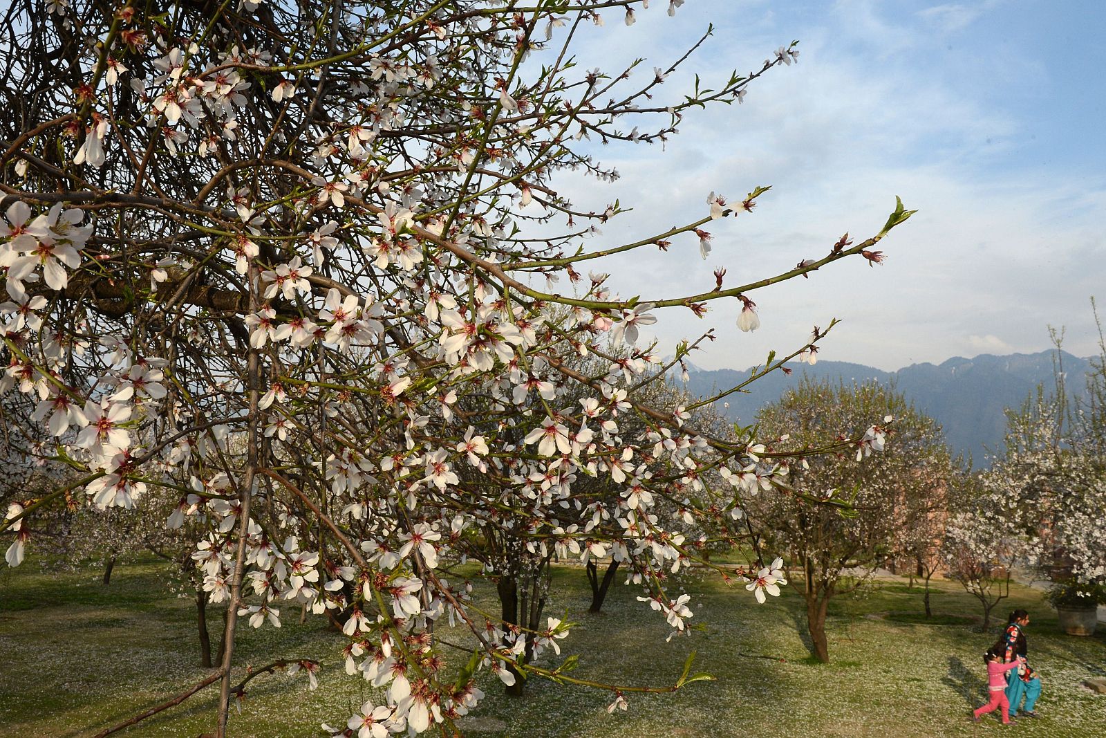 Almendros en flor en Cachemira.