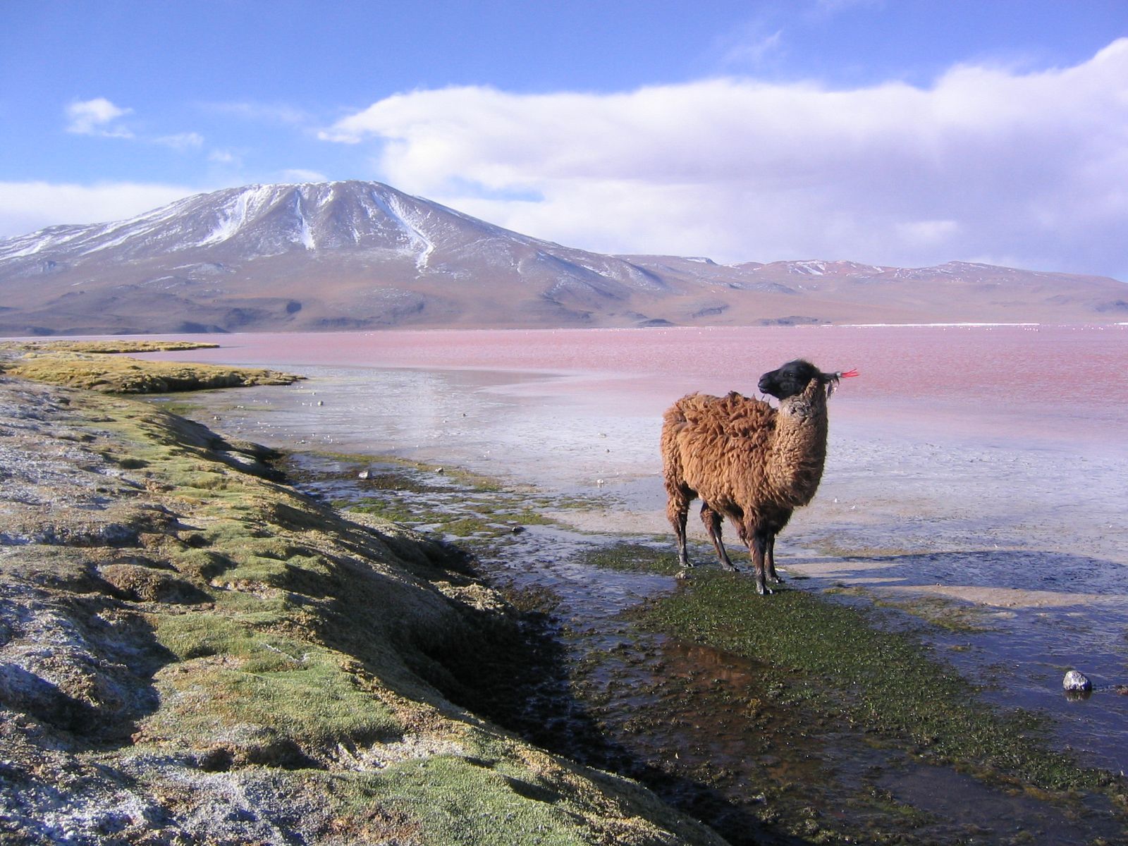 Vista de la Laguna Colorada de Bolivia