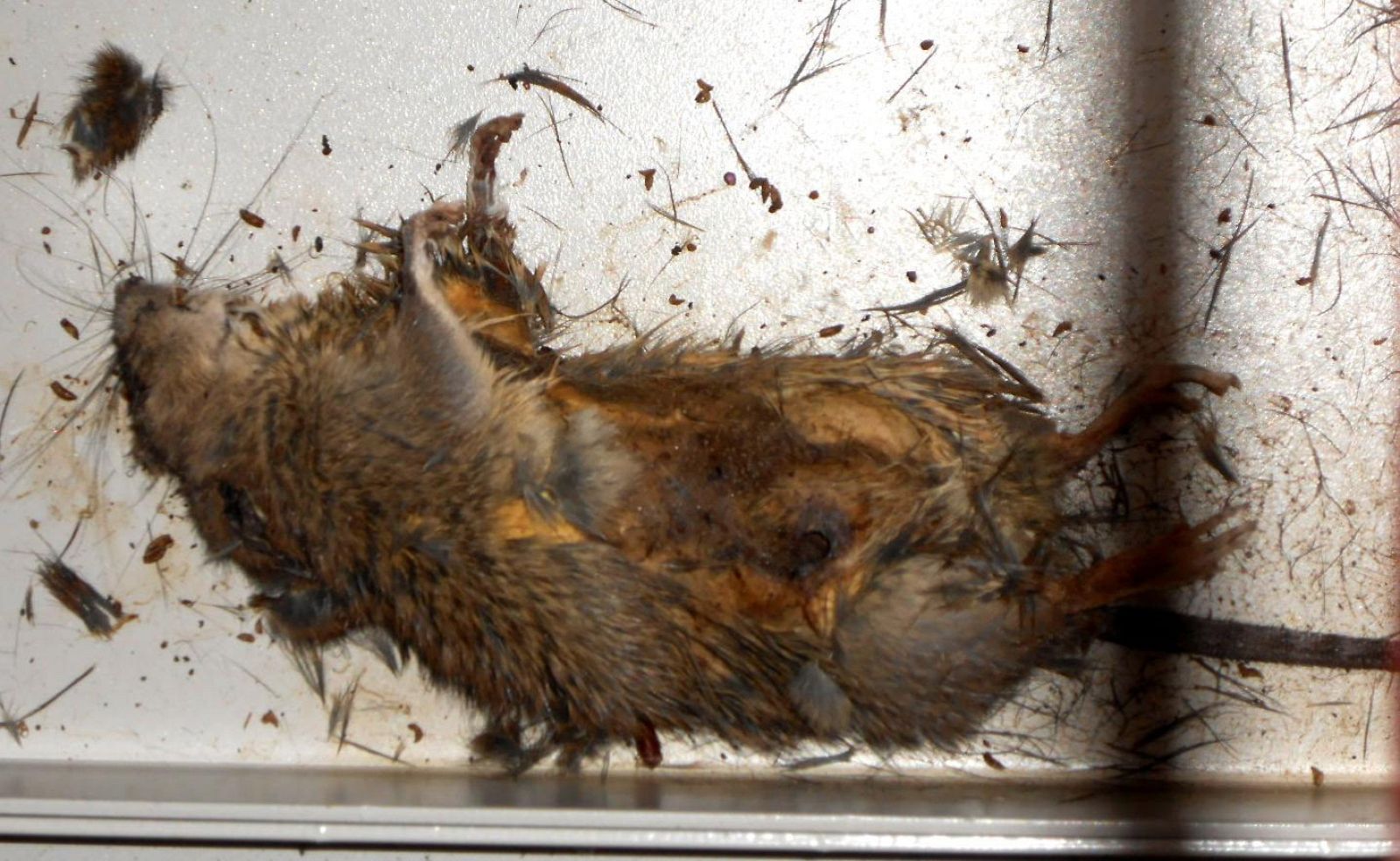 La rata que provocó el apagón del sistema de refrigeración de tres reactores en la central nuclear de Fukushima-1.