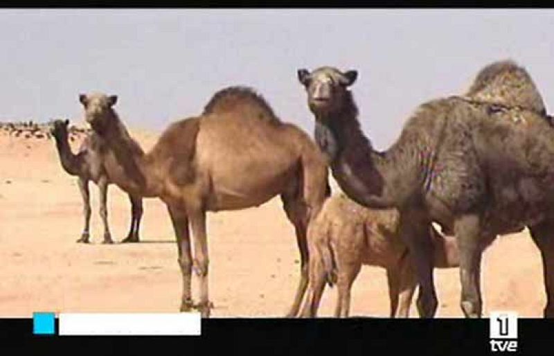 Sidney Lumet y tres operas primas, en una cartelera dominada por el regreso de Indiana Jones