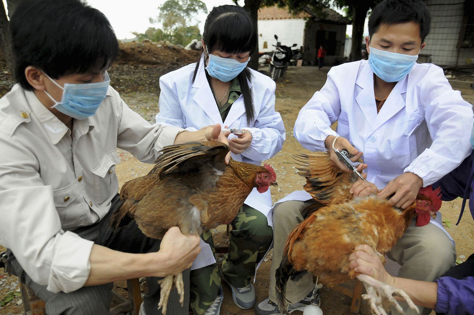 Technical staff from animal disease prevention and control center inject chickens with H5N1 bird flu vaccine in Shangsi county