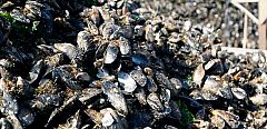 Francia ordena retirar del mercado mejillones gallegos por "varias" intoxicaciones