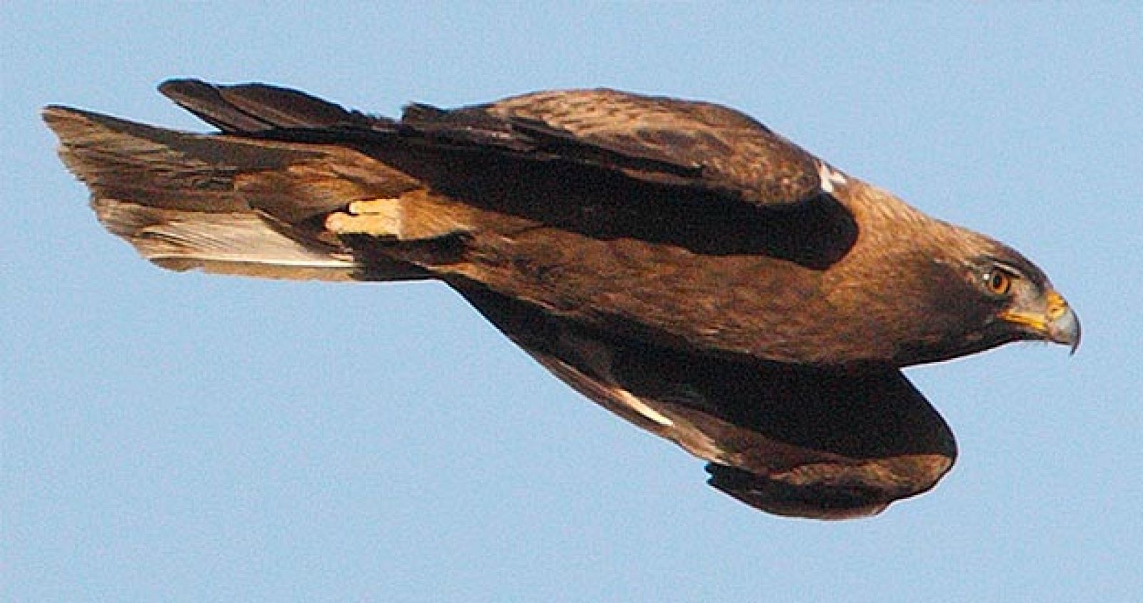 Águila calzada oscura