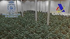Detenidas 21 personas por el cultivo y tráfico de marihuana a gran escala entre España y Holanda