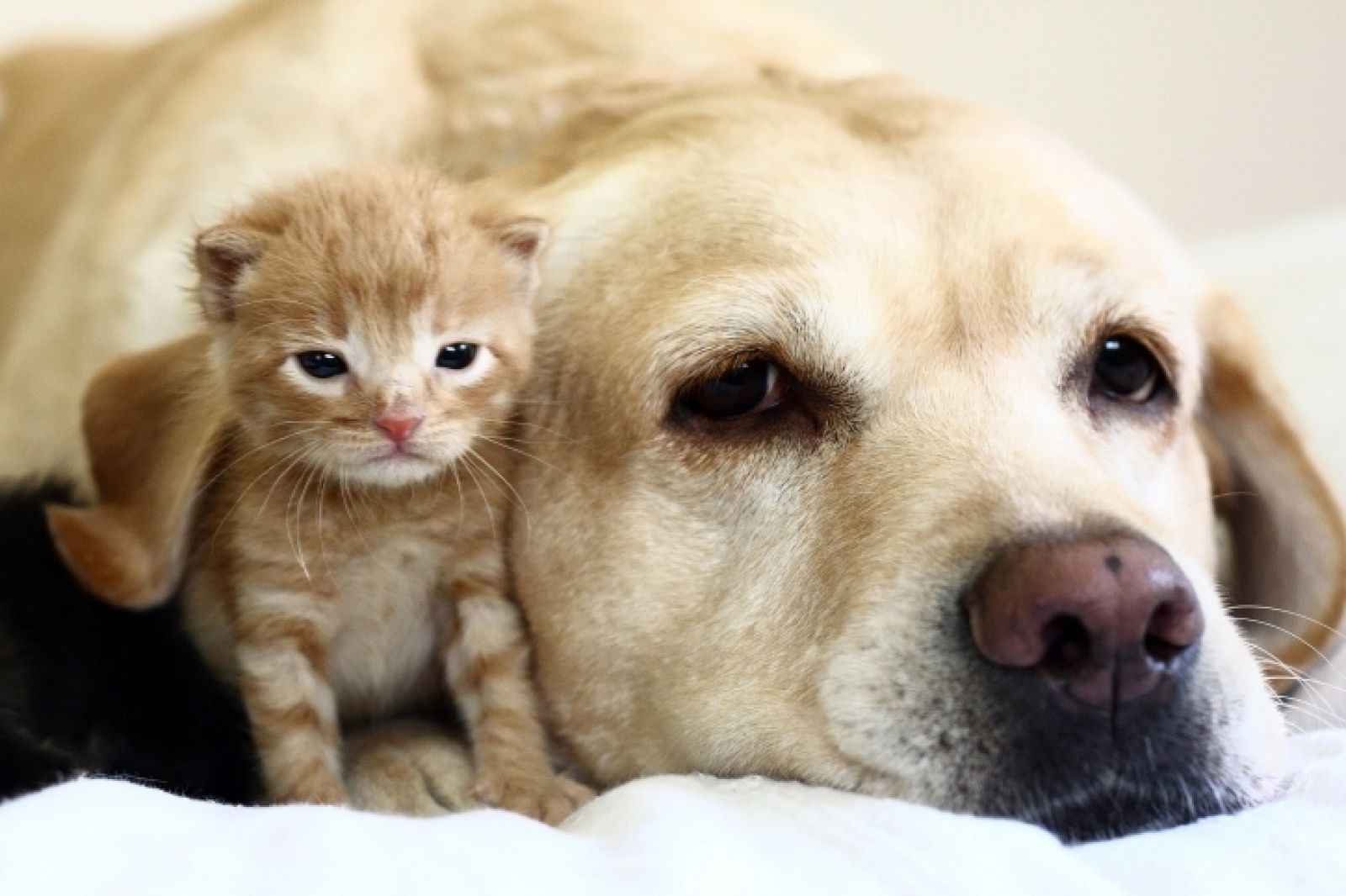 Un perro labrador con un gatito.