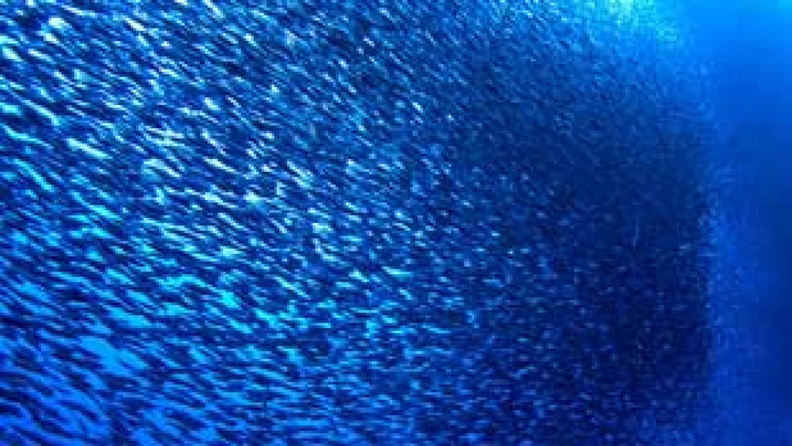 ¿Por qué los peces forman bancos?ok