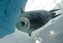 El 2012 batió récords en pérdida de hielo ártico y aumento del nivel del mar