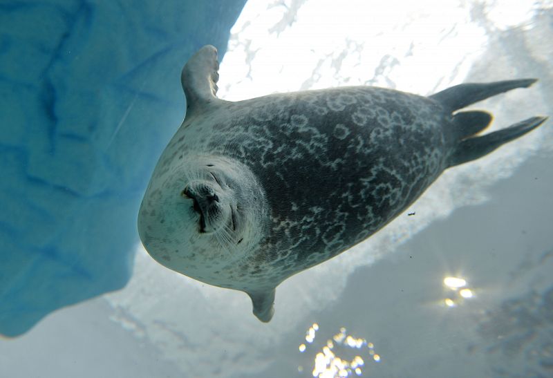 El 2012 batió récords en pérdida de hielo ártico y aumento del nivel del mar