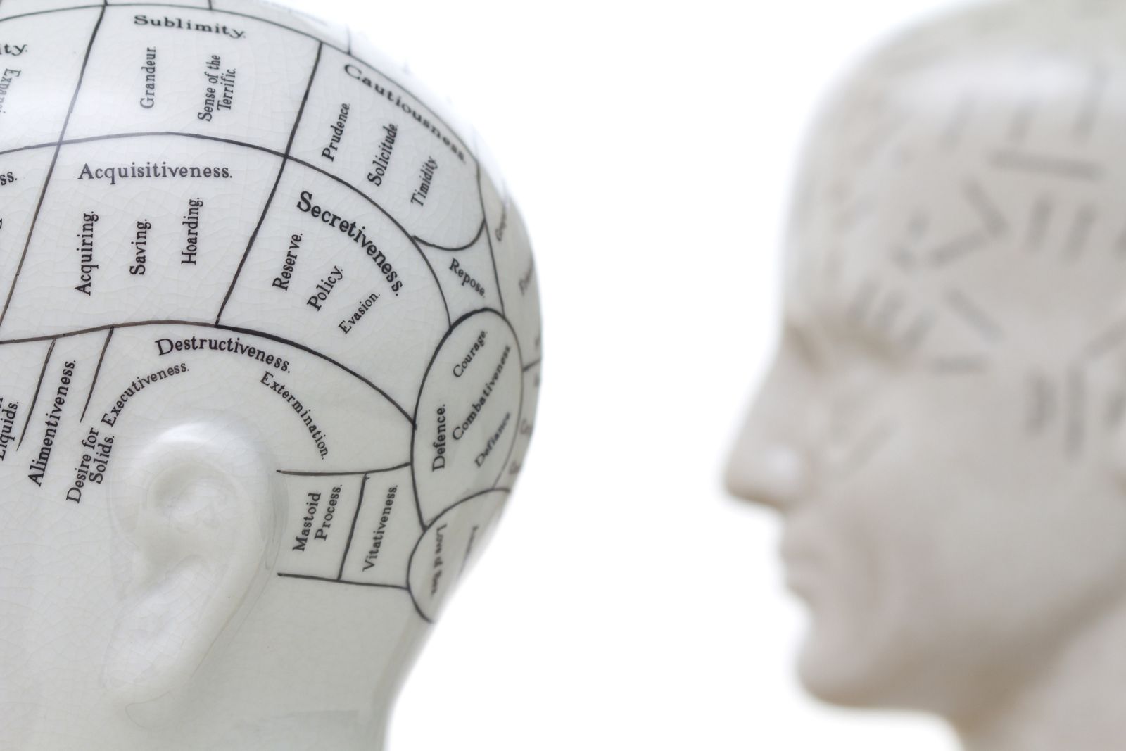 Cabeza frenológica.