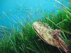La lucha por sobrevivir de la posidonia oceánica