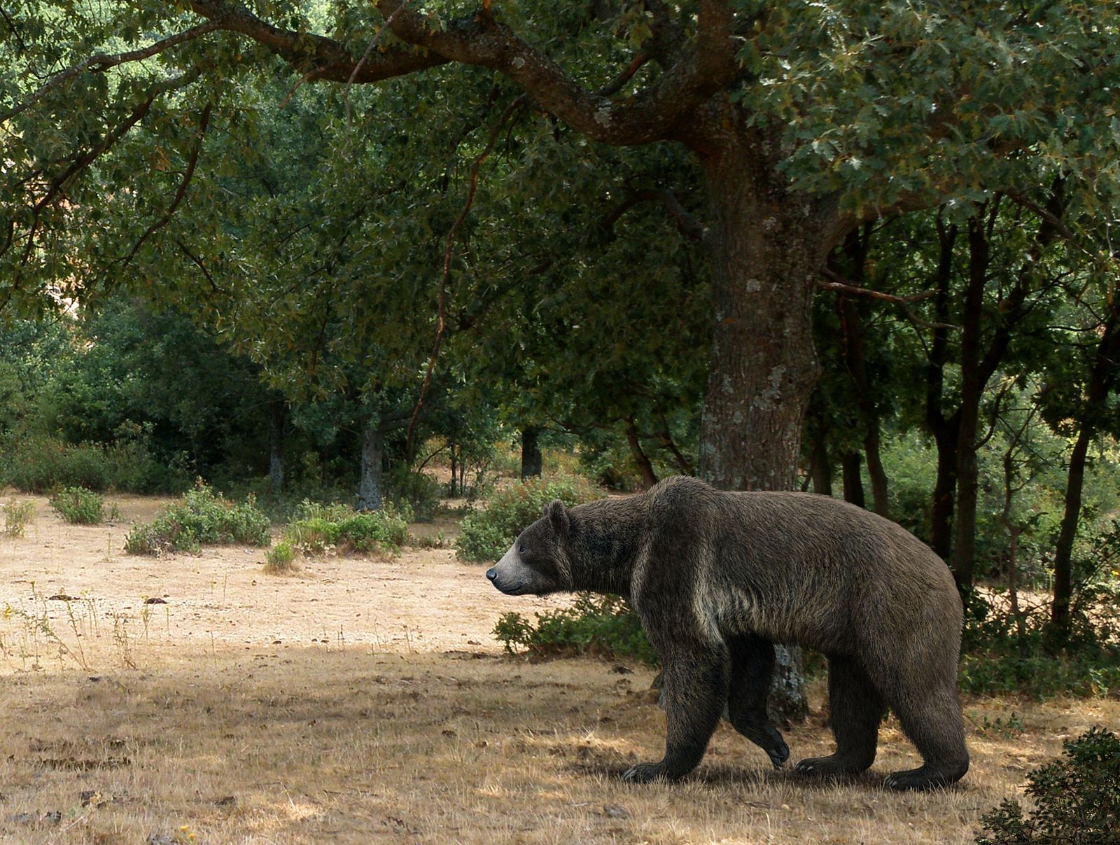 Los osos actuales son más pequeños que los osos prehistóricos, 'Indarctos arctoides', que vivieron hace unos nueve millones de años