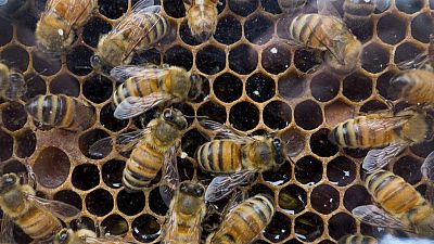 El 75% de la miel en todo el mundo contiene pesticidas
