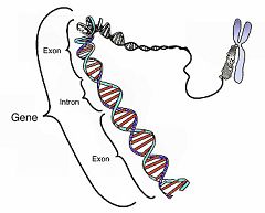 Identificados once nuevos genes asociados al alzhéimer