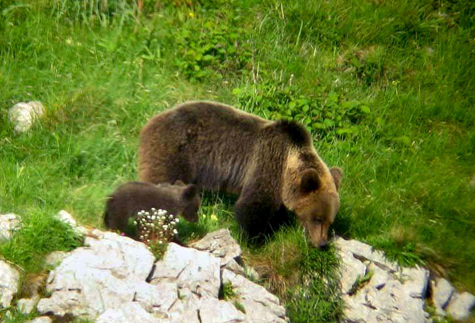 Una osa y su osezno en las montañas asturianas