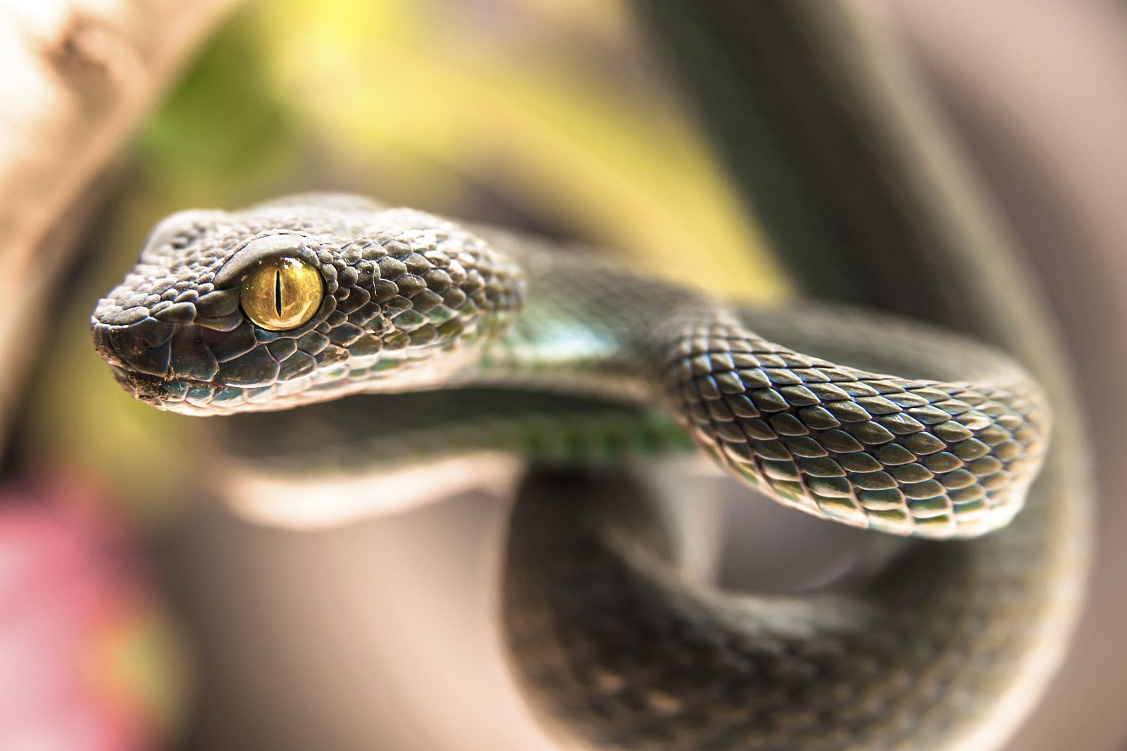 UNA EXTRACTO DE IPÉ AMARILLO SE MUESTRA EFICAZ CONTRA LA MORDEDURA DE SERPIENTE