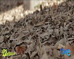 El Escarabajo verde: Ganador Urban TV 2013 por el documental "Paraisos de barrio"