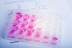 Una investigación sobre células madre del CNIO, descubrimiento del año según Nature Medicine