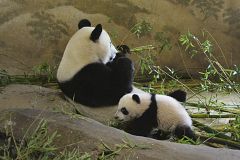 El oso panda Xing Bao da su primer paseo ante el público en el zoo de Madrid