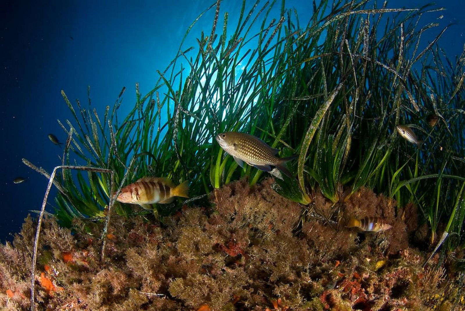 Castañuela y serranos entre una pradera de Posidonia oceánica en Cala Mondragó, Mallorca.
