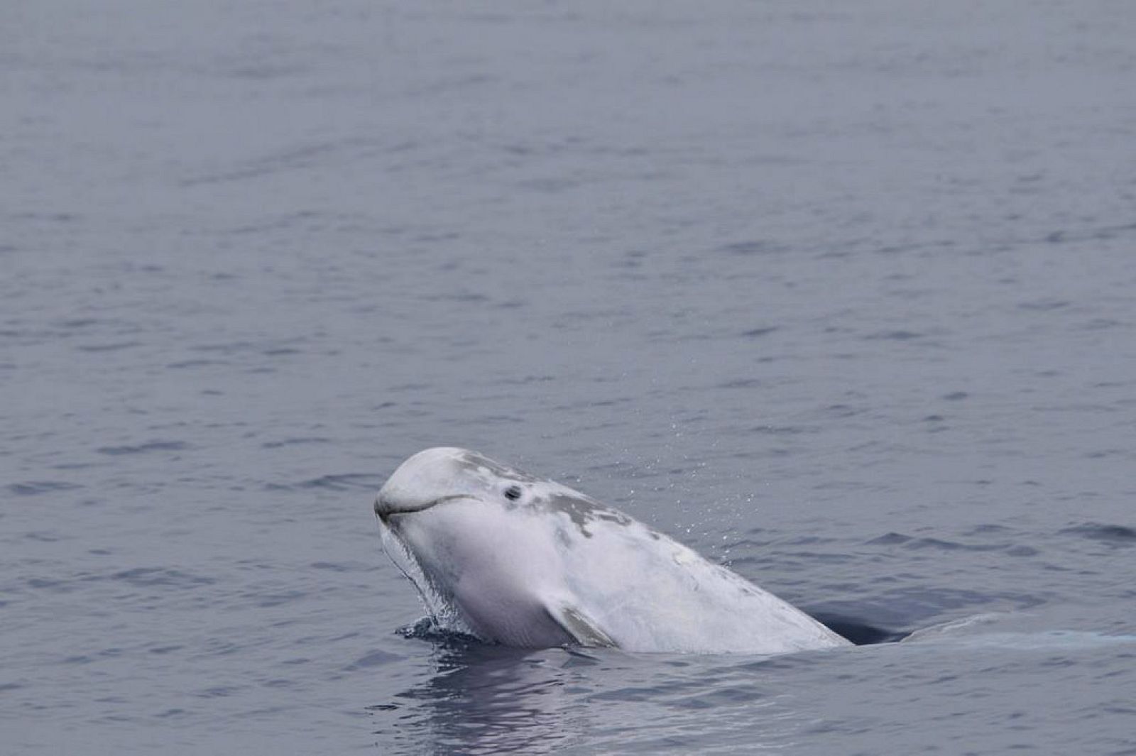 Calderón en el mar Mediterráneo.